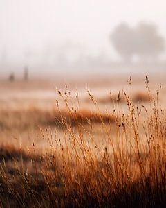 Rosa Nebel über dem Feld