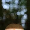 Des champignons féeriques dans la forêt d'automne sur Thomas Jäger