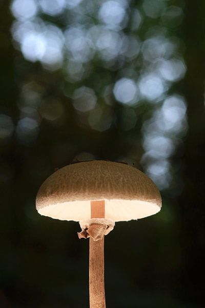 Des champignons féeriques dans la forêt d'automne par Thomas Jäger