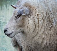 Schapen kop