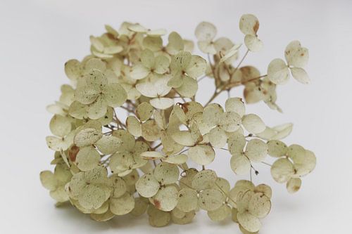 Macro gros plan de délicats pétales beiges de fleurs d'hortensia.