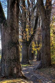 Pappelallee Oberer Wöhrd Regensburg im Herbst von Roith Fotografie