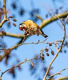 putter by Gino pisonier