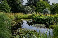 The water lily pond
