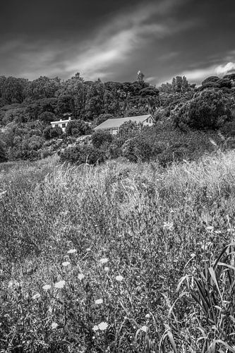 Landschap met bloemenweide bij Tarifa in Andalusië / Spanje in zwart-wit