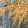 Lariks: een gouden waterval in de herfst van simone opdam