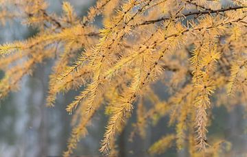 Larch: a golden waterfall in autumn