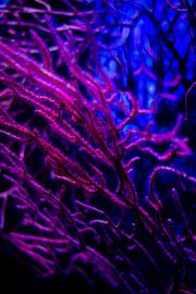 Corail rose et bleu sur Studio Zwartlicht