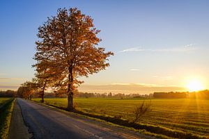 Baum bei Sonnenuntergang