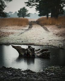 Trunk by John Goossens Photography
