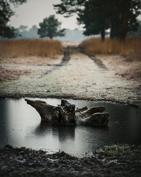 Baumstumpf von John Goossens Photography