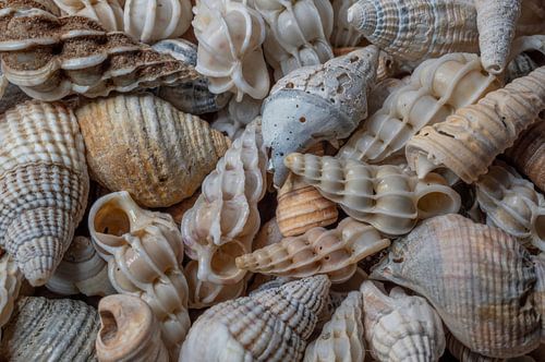 Zeeuwse mini schelpjes