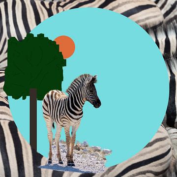 Zebra under tree