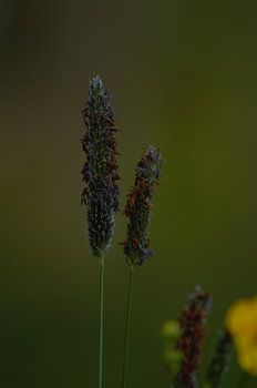 Grass in bloom