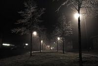 Frozen Trees