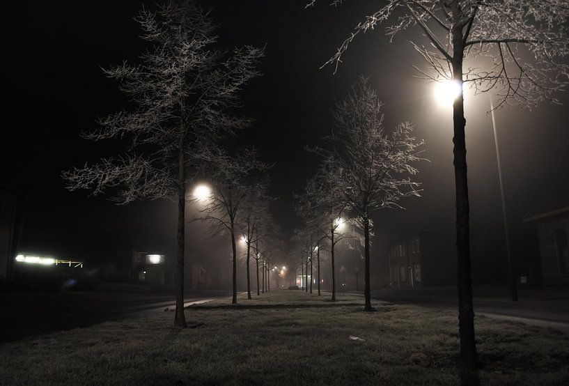 Frozen Trees von Gert Tijink