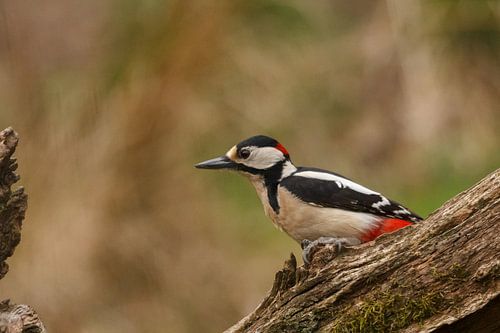 Great spotted woodpecker