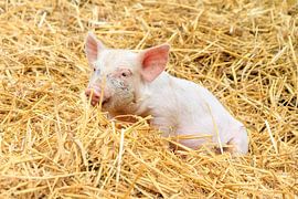 Big in stro by Dennis van de Water