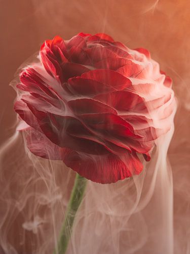 Tangerine Twist: Rode bloem omhult met vloeiende rook