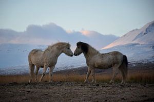 De ontmoeting van Elisa in Iceland