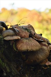 Paddestoelen op boomstam