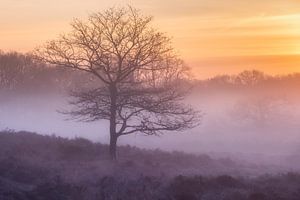 Nebliger Sonnenaufgang Gasterse Duinen