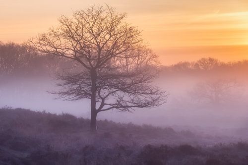 Foggy sunrise Gasterse Duinen by Jurjen Veerman