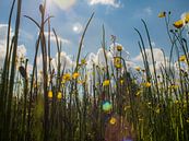 Wild buttercups in the morning by Martijn Wit thumbnail