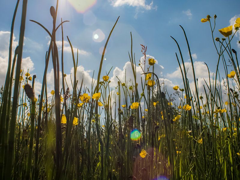 Wild buttercups in the morning by Martijn Wit