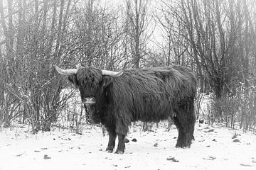 de schotse hooglander