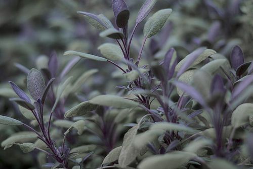 Sage purple