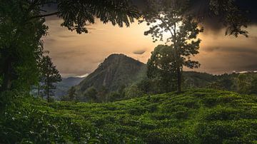 Plantation de thé au Sri Lanka sur Christian Möller Jork