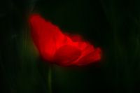Illuminated poppy