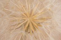 Rural: From the shining heart of a morning star