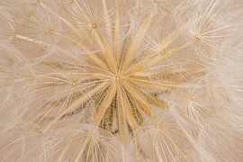 Ländlich: Aus dem leuchtenden Herzen eines Morgensterns von Marjolijn van den Berg