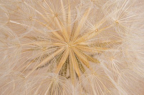 Landelijk: Vanuit het stralende hart van een morgenster