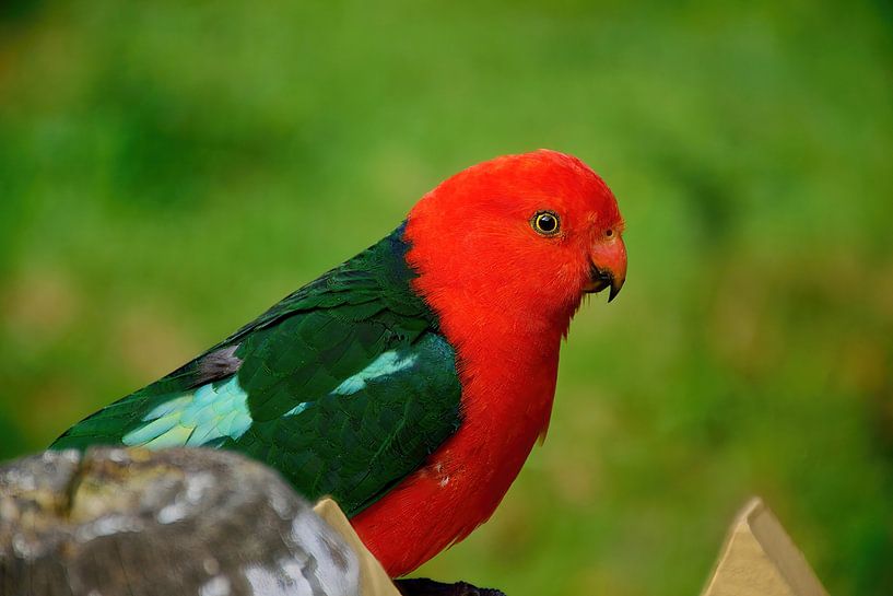 An Australian king parrot up close by Frank's Awesome Travels