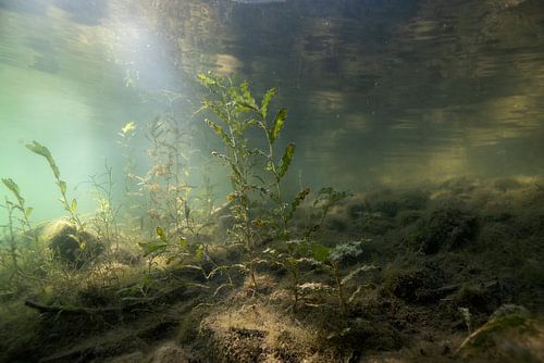 Underwater landscape of water plates and sunlight