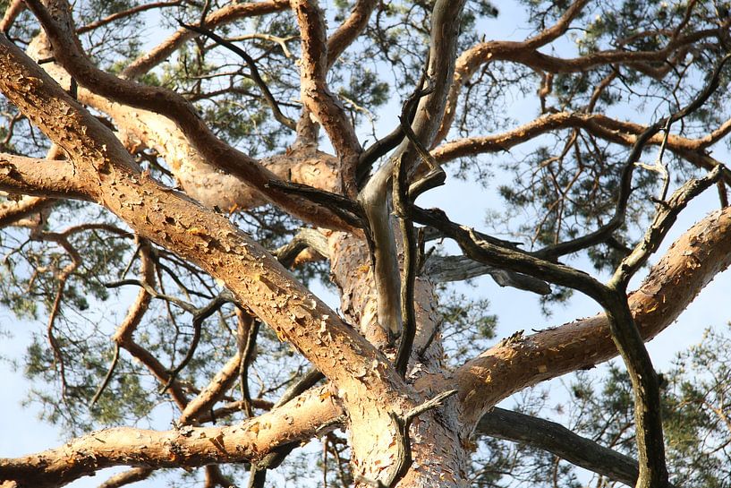 Baum-Stamm eines Baumes in der Rhön im Gegenlicht von Martin Flechsig