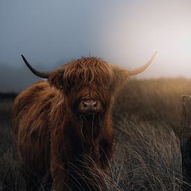 Scottish Highland Porträt von Fabian Elsing