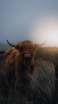 Schots Hoogland Portret