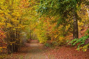Landschaft im Herbst in der Feldberger Seenlandschaft