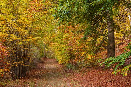 Landschap in de herfst in het Feldbergse merengebied