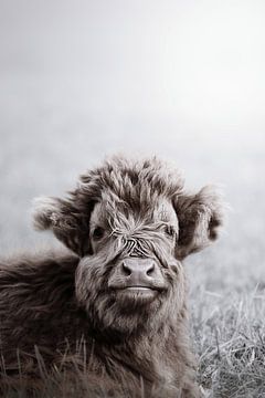 Fuzzy Hooglanders van Monika Strigel