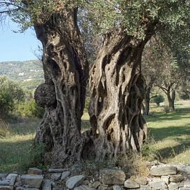 Olivenbaum von Patrick Ven