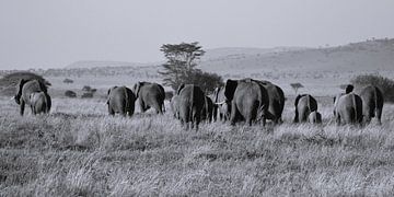 Op weg naar.... kudde olifanten van Marco van Beek