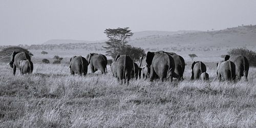 En route vers .... troupeau d'éléphants
