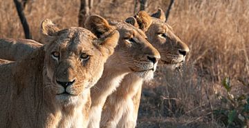 Drie leeuwinnen op de uitkijk. van Rob Wareman Fotografie