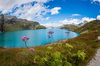 Berg bloemen bij berg meer van Pieter Bezuijen thumbnail