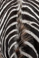 Zebrakurve